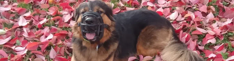 HUNDE MIT PTBS (Posttraumatische Belastungsstörung) UNTERSTÜTZEN Header