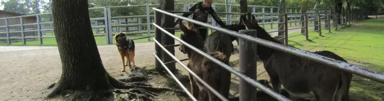 SAMMELPROJEKT UNTERSTÜTZUNG VERSCHIEDENER BEREICHE TIERRETTUNG Header