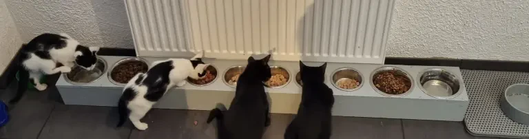Kastration wilder Streunerkatzen Header