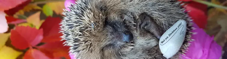 Igelhilfe 🦔 - Unterstützung bei der Deckung von unseren Tierarztkosten Header