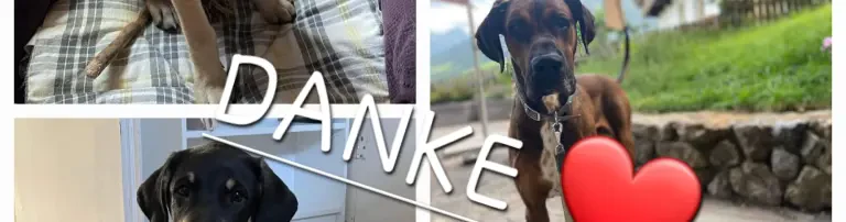 Futter für die Tiere in Ungarn Header