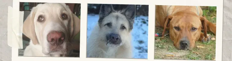 Hilfe für Nala und Tommy - Vergessene in Deutschland? Header
