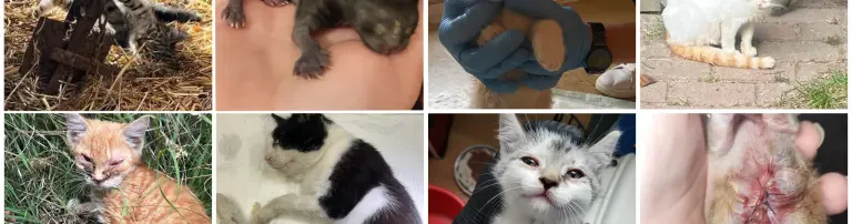 !!Hilfe für Streunerkatzen!! Header