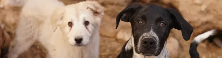 Futter für unsere vierbeinige Freunde in Serres Header
