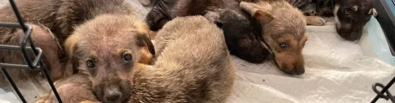 Kastrationsaktion Hunde in Rumänien Header