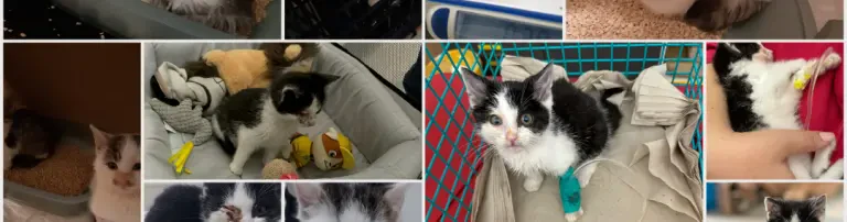 Tierarztkosten für unsere kranken Kitten Header