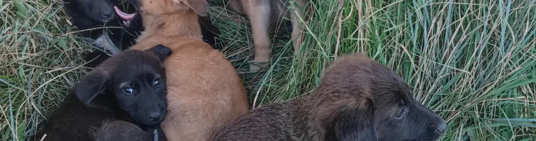 Futter und Baumaterial für Danijels 55 Hunde in Kroatien Header