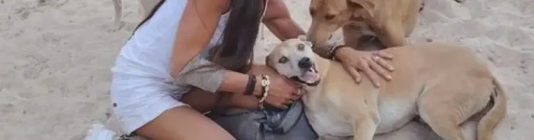 Die Hunde von der Müllkippe Header
