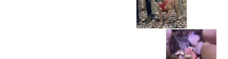 Tumorentfernung bei Oldie Tsyon Header