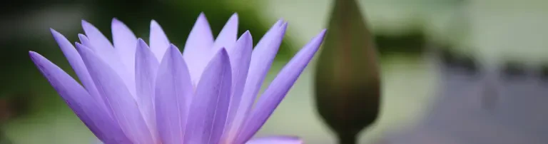 Kinder, die anders richtig sind - und neu. Ein Raum für Hochbegabung, Hochsensibilität und neue Lernkultur. Header