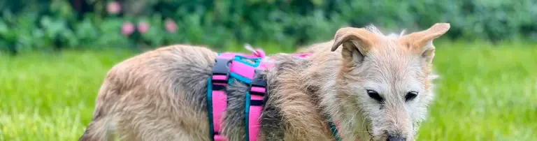 Fundhündin Lotta - eine absolut liebenswerte kleine Hundedame in schlechtem gesundheitlichen Zustand - wird von niemandem vermisst? Wurde sie 'entsorgt'? Header