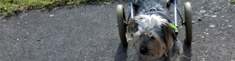Rusty möchte wieder laufen können Header
