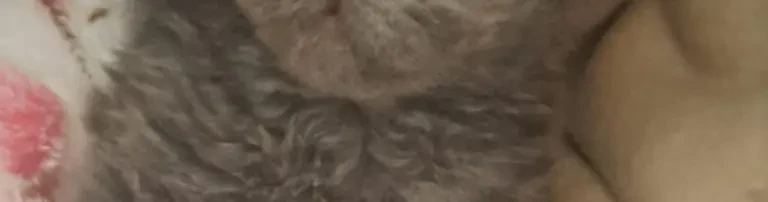 Futter und Katzenstreu Header