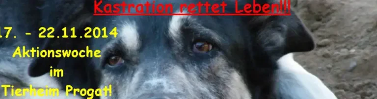 Kastrations-Aktion im Tierheim Progat in Spanien! Header
