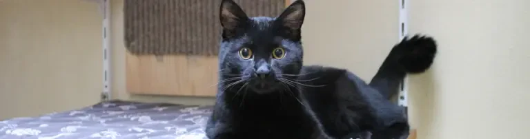 Wichtige Operation für Katze Simbey Header