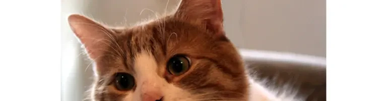 Auffangstation für verletzte und verwilderte Katzen Header