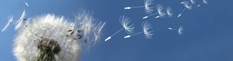 Erfolgreich Hochsensitiv Header