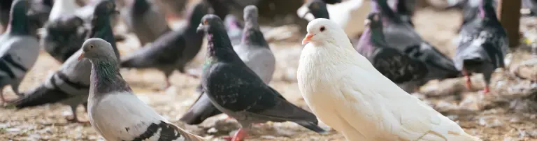 Tierarztkosten für unsere Taubenschützlinge Header