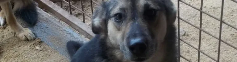 Bau von Hundehütten Header