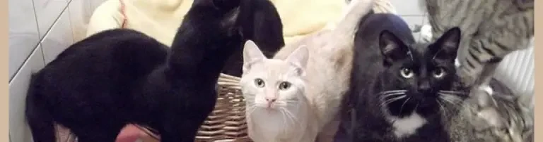 Futter Grundversorgung für einen Tag Header