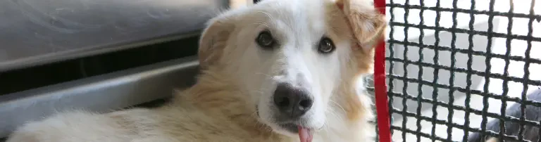 Hilfe für Sorriso Header