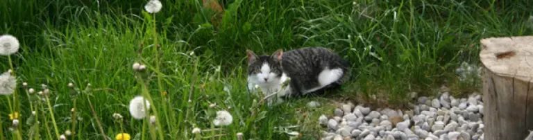 Renovierung der Katzenaußengehegen Header
