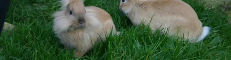 Ausbau des Kleintiergeheges Header