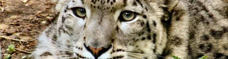 Auffangstation für exotische Katzenarten: Teichanlage Header