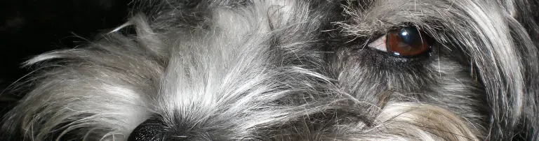 Tierarzt-Gutscheine Header