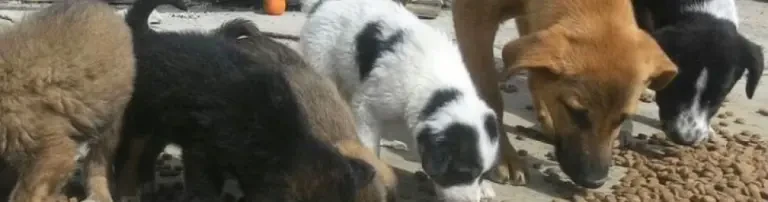 Hundefutter für die Aksu-Hunde Header