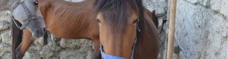 Bitte unterstützen Sie die Pferde und Esel der Auffangstation! Header