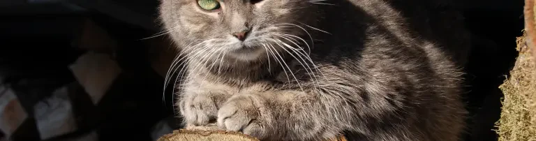 Kastrationsprojekt in Sachsen - wir konnten seit Oktober 15 bis Juli 16 insgesamt 36 Katzen kastrieren lassen und haben etlichen Katzenkindern ein Zuhause ermöglichen können. Gerne www.feline-wolfsoelden.de Header