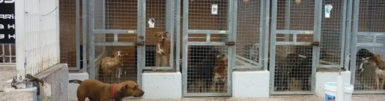 Hoffnung für die Hunde von Modepran Header
