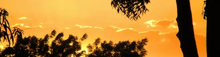 Wiederauforstung der Ödflächen in Tengani-Malawi Header
