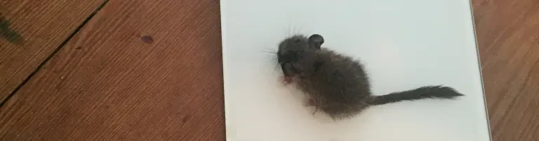 Quarantänestation zur erst-aufnahme der Wildtiere! Header