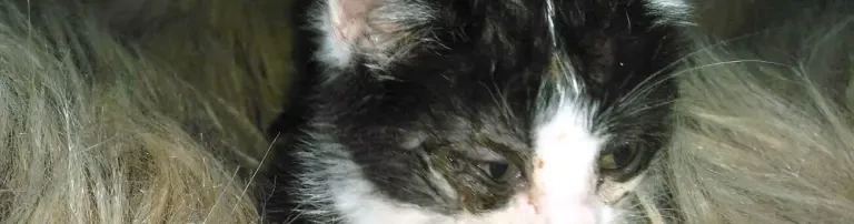 Beseitigung des Katzenelends durch permanente Kastrationen von freilebenden Katzen. Header