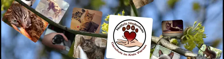 Kastration und Versorgung von Streunerkatzen Header