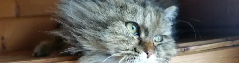 Pflegekatze FLUSE Header
