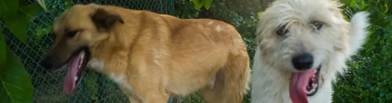 Futterspenden für Mirica und Ihre Tiere in Serbien Header