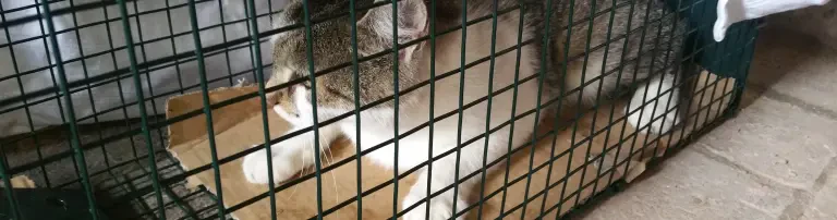 Kastration von herrenlosen Streunerkatzen in Sangerhausen und Umgebung Header