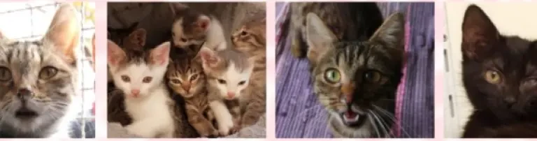 Katzenkinder im Tierheim Göppingen brauchen Hilfe Header