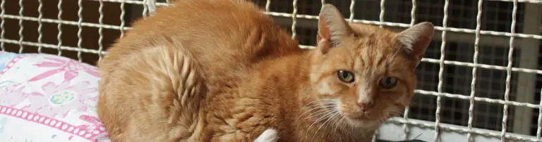 Katzenhausrenovierung Header