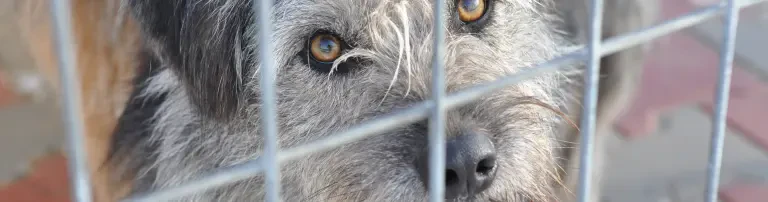 Unterstützung für Tierheime in Rumänien Header