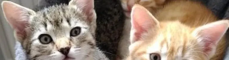 Straßenkatzen brauchen Hilfe Header