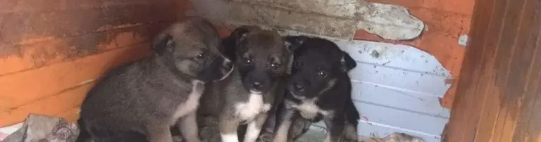 Tierschutz Rumänien/Deutschland Header