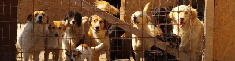 Arca lui Ani - Eine Arche für die Hunde in Braila / RO Header