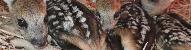 Tierarztkosten für Wildtiere Header