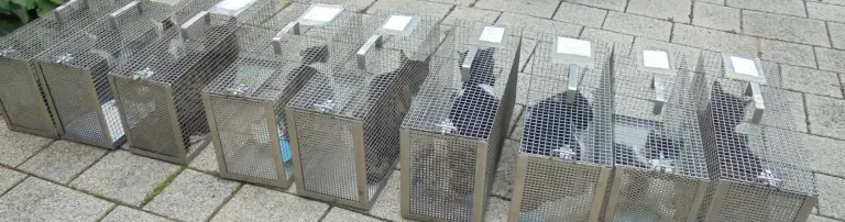 Kastration wilder Katzen Header