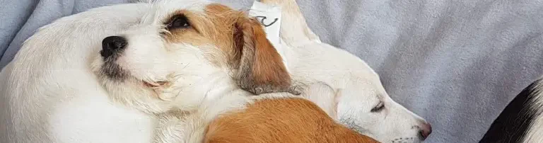 Eine Welpen- und Krankenstation für Sandas Tierheim Header