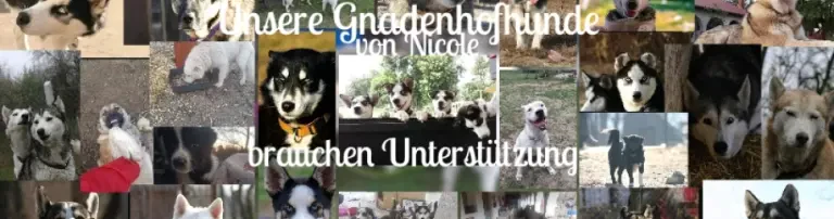 Gnadenhof Paradise of Dogs Header